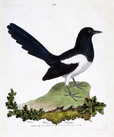 動物図鑑（鳥類学）：オスのカササギまたはおしゃべりパイ（pica pica）。フランソワ・ニコラ・マルティネ（1731-1800）の「外観と感覚的な面で描かれた鳥類の歴史」の挿絵。個人蔵。 作： Francois Nicolas Martinet