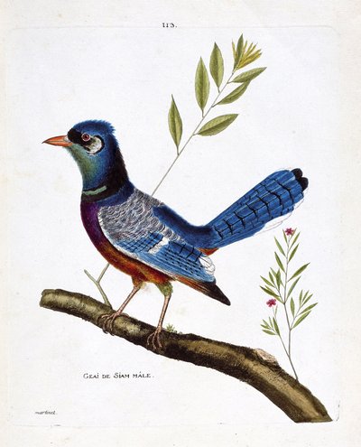 動物図鑑（鳥類学）：枝の上のオスのサイアム・ジェイ（blue jay or cyanocitta cristata）。フランソワ・ニコラ・マルティネ（1731-1800）の『外観と感覚で描かれた鳥類の歴史』の挿絵。個人蔵。 作： Francois Nicolas Martinet