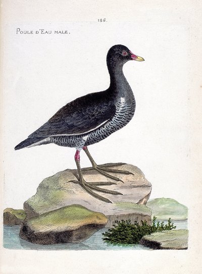 動物図鑑（鳥類学）：スイレン（waterhen or gallinula chloropus）のオス。フランソワ・ニコラ・マルティネ（1731-1800）の『外観と感覚で描かれた鳥類の歴史』の挿絵。個人蔵。 作： Francois Nicolas Martinet