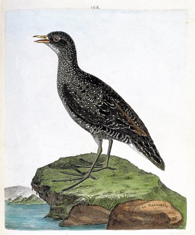 動物図鑑（鳥類学）：マルエツ（斑点マルエツまたはポルザナ・ポルザナ）。フランソワ・ニコラ・マルティネ（1731-1800）の「外観と感覚的な面で描かれた鳥類の歴史」の挿絵。個人蔵。 作： Francois Nicolas Martinet