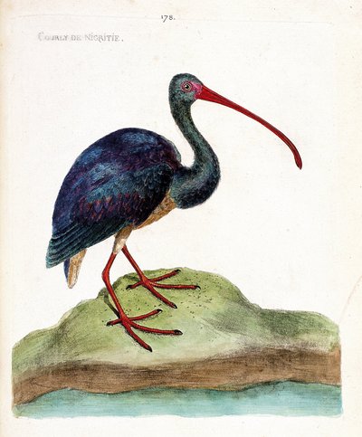 動物図鑑（鳥類学）：ニグチチドリ（ibis falcinelle or plegadis falcinellus）。フランソワ・ニコラ・マルティネ（1731-1800）の『外観と感覚で描かれた鳥類の歴史』の挿絵。個人蔵。 作： Francois Nicolas Martinet