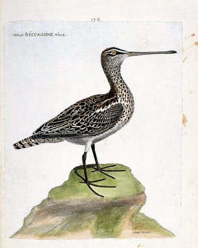動物図鑑（鳥類学）：ベッカチン（marsh becassine or gallinago gallinago）の老雄。フランソワ・ニコラ・マルティネ（1731-1800）の「外観と感覚的な面で描かれた鳥類の歴史」の挿絵。個人蔵。 作： Francois Nicolas Martinet