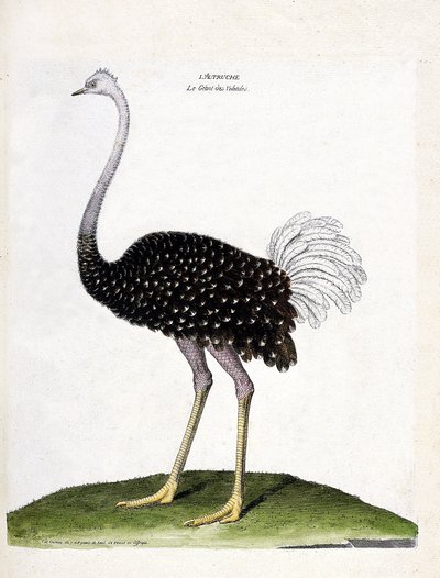 動物図鑑（鳥類学）：ダチョウ（struthio camelus）。フランソワ・ニコラ・マルティネ（1731-1800）の『外観と感覚で描かれた鳥類の歴史』の挿絵。個人蔵。 作： Francois Nicolas Martinet