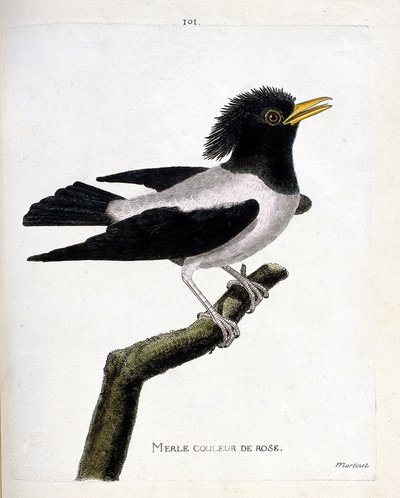 動物図鑑（鳥類学）：枝の上のピンクのクロウタドリ（アカムクドリ、sturnus roseus）。フランソワ・ニコラ・マルティネ（1731-1800）の「外観と感性で描かれた鳥類の歴史」の挿絵。個人蔵。 作： Francois Nicolas Martinet