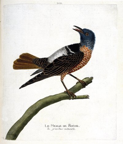 動物図鑑（鳥類学）：ロックブラックバード（rock blackbird or monticola saxatilis）。フランソワ・ニコラ・マルティネ(1731-1800)の「外観と感覚的な面で描かれた鳥類の歴史」の挿絵。個人蔵。 作： Francois Nicolas Martinet