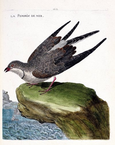 動物図鑑（鳥類学）：ウミウズラ（glareole a necklace or glareola pratincola）。フランソワ・ニコラ・マルティネ（1731-1800）の「外観と感性の面で描かれた鳥類の歴史」の挿絵。個人蔵。 作： Francois Nicolas Martinet