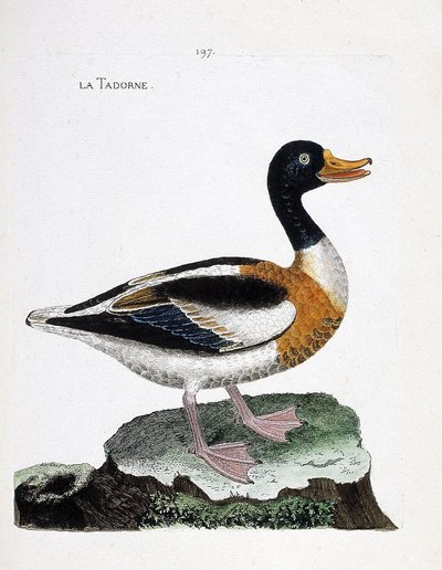 動物図鑑（鳥類学）：tadorne（tadorne de belonまたはtadorna tadorna）。フランソワ・ニコラ・マルティネ（1731-1800）の「外観と感覚的な面で描かれた鳥類の歴史」の挿絵。個人蔵。 作： Francois Nicolas Martinet