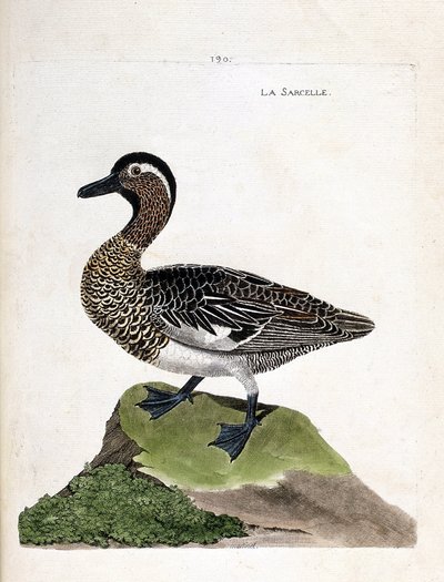 動物図鑑（鳥類学）：オナガガモ（summer teal or anas querquedula）。フランソワ・ニコラ・マルティネ（1731-1800）の「外観と感覚で描かれた鳥類の歴史」の図版。個人蔵。 作： Francois Nicolas Martinet