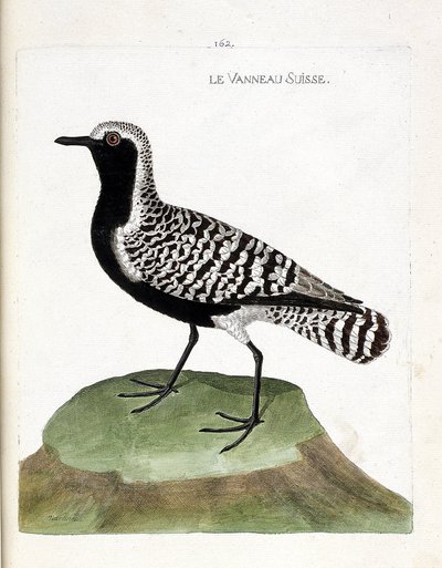 動物図鑑（鳥類学）：スイスの子羊（銀色の千鳥またはpluvialis squatarola）。フランソワ・ニコラ・マルティネ（1731-1800）の「外観と感覚で描かれた鳥類の歴史」の挿絵。個人蔵。 作： Francois Nicolas Martinet