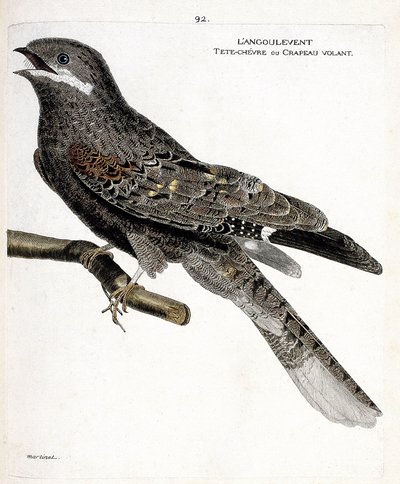 動物図鑑（鳥類学）：枝にとまったアンギュルベント（ヨーロッパのよだか）。フランソワ・ニコラ・マルティネ（1731-1800）の『外観と感覚で描かれた鳥類の歴史』の挿絵。個人蔵 作： Francois Nicolas Martinet