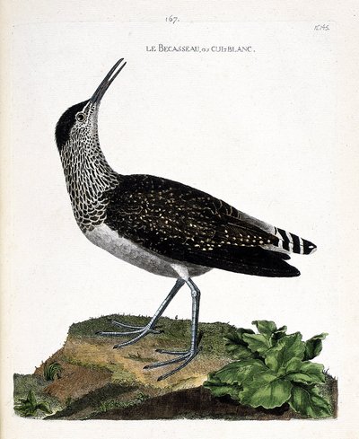 動物図鑑（鳥類学）：クチバシまたはカルブラン（白尻、カルブランナイトまたはTringa ochropus）。フランソワ・ニコラ・マルティネ（1731-1800）の「外観と感覚的な面で描かれた鳥類の歴史」の図版。個人蔵 作： Francois Nicolas Martinet
