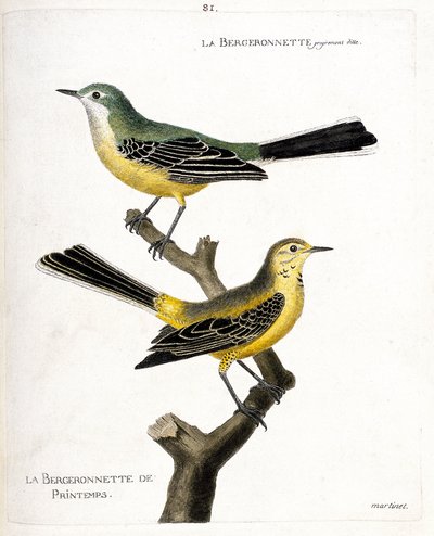 動物図鑑（鳥類学）：ベルジョネットそのものと、枝についた春のベルジョネット（春のベルジョネット、motacilla flava）の図。フランソワ・ニコラ・マの「出現と感受性の面で描かれた鳥類の歴史」の挿絵 作： Francois Nicolas Martinet