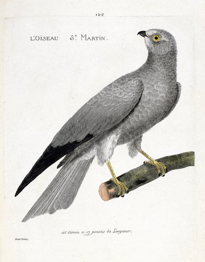 動物図鑑（鳥類学）：枝の上の鳥サンマーチン（busard saint martinまたはcircus cyaneus）。フランソワ・ニコラ・マルティネ（1731-1800）の「外観と感性で描かれた鳥類の歴史」の挿絵。個人蔵 作： Francois Nicolas Martinet