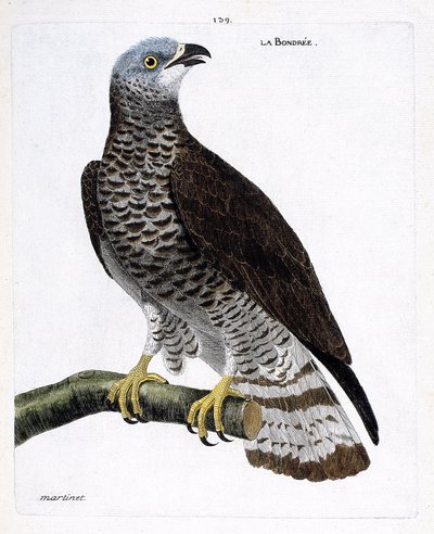 動物図鑑（鳥類学）：枝にとまったボンデレ（apivore bondree or pernis apivorus）。フランソワ・ニコラ・マルティネ（1731-1800）の「外観と感覚的な面で描かれた鳥類の歴史」の挿絵。個人蔵。 作： Francois Nicolas Martinet