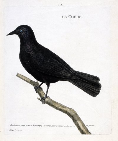 動物図鑑（鳥類学）：枝についたキャベツ（トウワタのキャベツ、corvus monedula）。フランソワ・ニコラ・マルティネ（1731-1800）の「外観と感覚的な面で描かれた鳥類の歴史」の挿絵。個人蔵。 作： Francois Nicolas Martinet