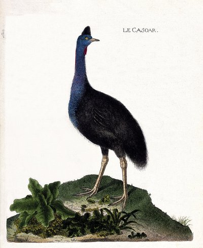 動物図鑑（鳥類学）：カソア（casoar a helmet or cassuarius cassuarius）。フランソワ・ニコラ・マルティネ（1731-1800）の「外観と感覚的な面で描かれた鳥類の歴史」の挿絵。個人蔵。 作： Francois Nicolas Martinet