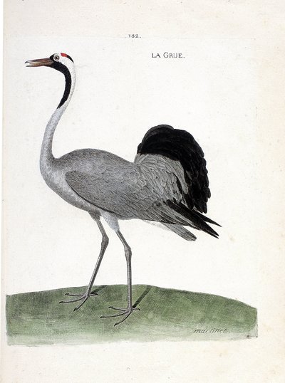 動物図鑑（鳥類学）：タンチョウ - フランソワ・ニコラ・マルティネ（1731-1800）の「見かけと感性で描かれた鳥類の歴史」の挿絵 - 個人蔵 作： Francois Nicolas Martinet