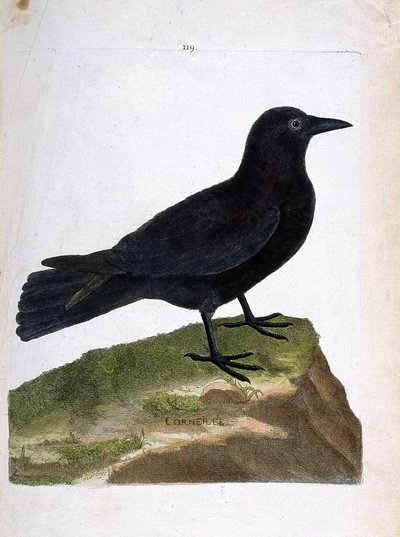 動物図鑑（鳥類学）：カラス（黒いカラス、corvus corone）。フランソワ・ニコラ・マルティネ（1731-1800）の「外観と感覚で描かれた鳥類の歴史」の挿絵。個人蔵。 作： Francois Nicolas Martinet