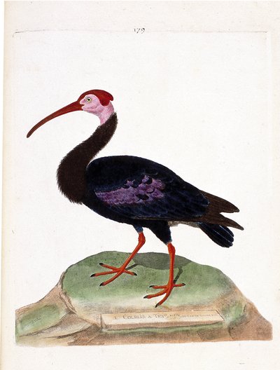 動物図鑑（鳥類学）：カジカは希望の帽子（ibis du cap or geronticus calvus）の頭がむき出しになっている。フランソワ・ニコラ・マルティネ（1731-1800）の『外観と感覚的な側面で描かれた鳥類の歴史』の挿絵。P 作： Francois Nicolas Martinet