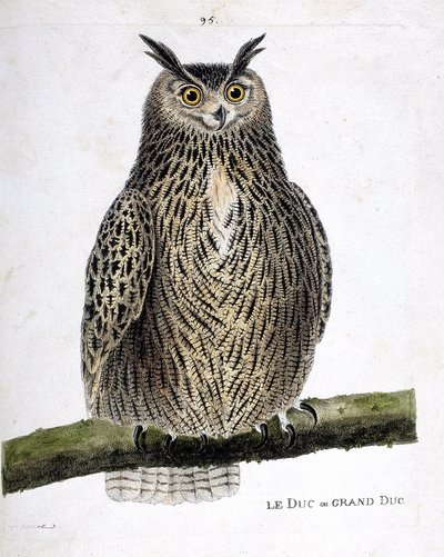 動物図鑑（鳥類学）：枝の上の公爵または大公（グランデュークまたはブボブボ）。フランソワ・ニコラ・マルティネ（1731-1800）の「出現と感覚的な面で描かれた鳥類の歴史」の挿絵。個人蔵。 作： Francois Nicolas Martinet