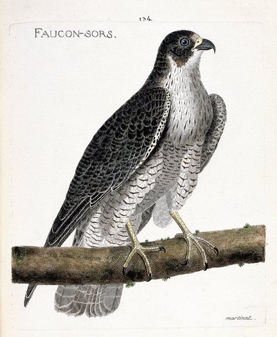 動物図鑑（鳥類学）：ハヤブサが枝に出てくる、またはハヤブサが出てくる（pelerine falcon または falco peregrinus）。フランソワ・ニコラ・マルティネ(1731-1800)の「出現と感受性の面で描かれた鳥類の歴史」の挿絵。プリ 作： Francois Nicolas Martinet