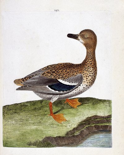 動物図鑑（鳥類学）：野鴨の雌（マガモ、anas platyrhynchos）。フランソワ・ニコラ・マルティネ（1731-1800）の『外観と感覚で描かれた鳥類の歴史』の挿絵。個人蔵。 作： Francois Nicolas Martinet