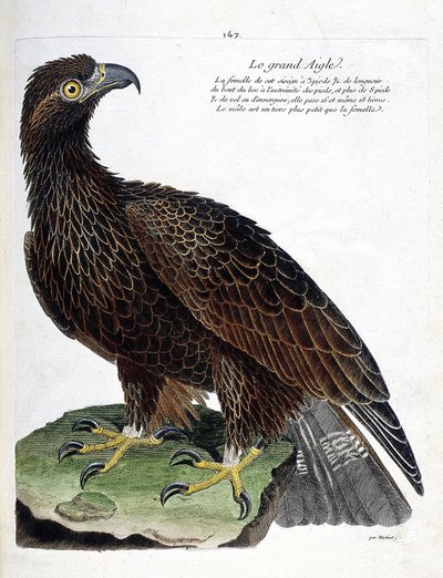 動物図鑑（鳥類学）：大鷲（ロイヤル・イーグル、aquila chrysaetos）。フランソワ・ニコラ・マルティネ（1731-1800）の『外観と感覚で描かれた鳥類の歴史』の挿絵。個人蔵。 作： Francois Nicolas Martinet