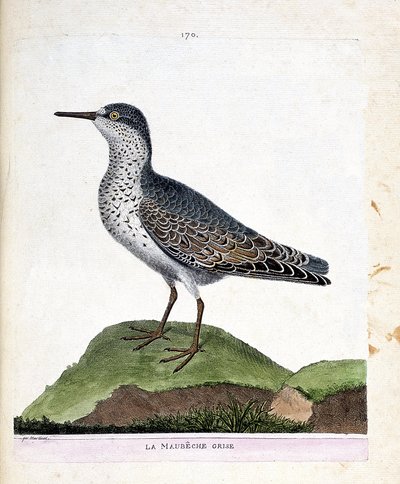 動物図鑑（鳥類学）：灰色のマウベシ（紫色のくちばしまたはcalidris maritima）。フランソワ・ニコラ・マルティネ（1731-1800）による「外観と感覚で描かれた鳥類の歴史」の挿絵。個人蔵。 作： Francois Nicolas Martinet