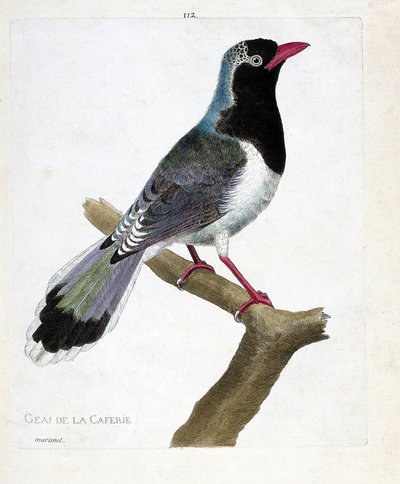 動物図鑑（鳥類学）：喫茶店のカケス（red-baked pirolla or urocissa erythrorhyncha）。フランソワ・ニコラ・マルティネ（1731-1800）の「外観と感覚で描かれた鳥類の歴史」の挿絵。個人蔵 作： Francois Nicolas Martinet