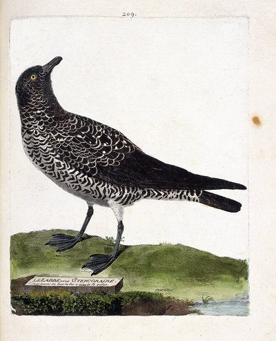 動物図鑑（鳥類学）：ポマリン・ラブ（pomarin labbe or stercorarius pomarinus）。フランソワ・ニコラ・マルティネ（1731-1800）の『外観と感覚で描かれた鳥類の歴史』の挿絵。個人蔵。 作： Francois Nicolas Martinet
