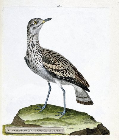 動物図鑑（鳥類学）：大型のチドリやカラス（oedicneme criard (Burhinus oedicnemus).フランソワ・ニコラ・マルティネ（1731-1800）の「外観と感覚的な面で描かれた鳥類の歴史」の図版。個人蔵。 作： Francois Nicolas Martinet