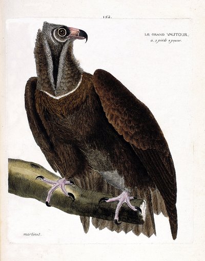動物図鑑（鳥類学）：枝の上の大きなハゲタカ（monk vulture or aegipius monachus）。フランソワ・ニコラ・マルティネ（1731-1800）の「外観と感覚的な面で描かれた鳥類の歴史」の挿絵。個人蔵。 作： Francois Nicolas Martinet