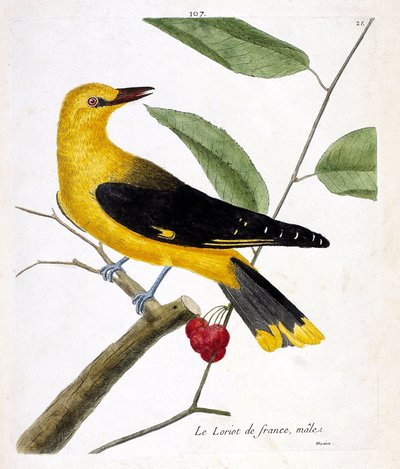 動物図鑑（鳥類学）：枝の上のオスのフレンチロリオット（ヨーロピアンロリオット、oriolus oriolus）。フランソワ・ニコラ・マルティネ（1731-1800）の「外観と感覚的な面で描かれた鳥類の歴史」の挿絵。個人蔵 作： Francois Nicolas Martinet