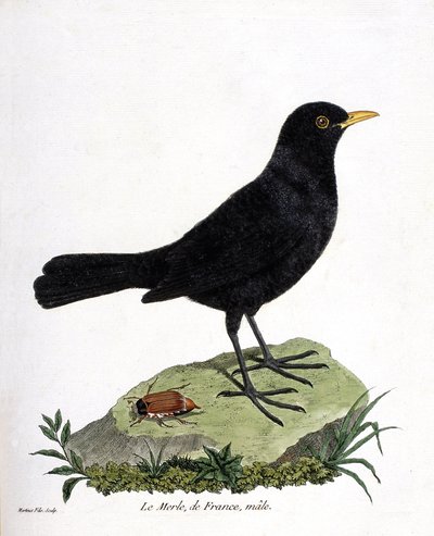 動物図鑑（鳥類学）：クロウタドリのオス（black blackbird or turdus merula）。フランソワ・ニコラ・マルティネ（1731-1800）の「外観と感覚的な面で描かれた鳥類の歴史」の挿絵。個人蔵。 作： Francois Nicolas Martinet