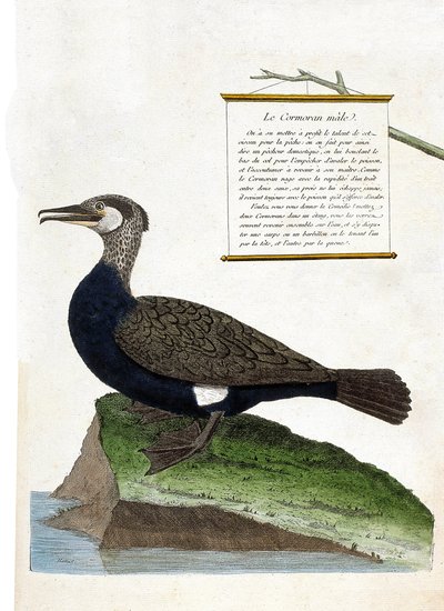 動物図鑑（鳥類学）：雄のカワウ（phalacrocorax carbo）。フランソワ・ニコラ・マルティネ（1731-1800）の「外観と感覚で描かれた鳥類の歴史」の図版。個人蔵。 作： Francois Nicolas Martinet