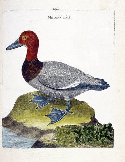 動物図鑑（鳥類学）：オスのミユアン（スズガモまたはAythia ferina）。フランソワ・ニコラ・マルティネ（1731-1800）の『外観と感覚で描かれた鳥類の歴史』の挿絵。個人蔵。 作： Francois Nicolas Martinet