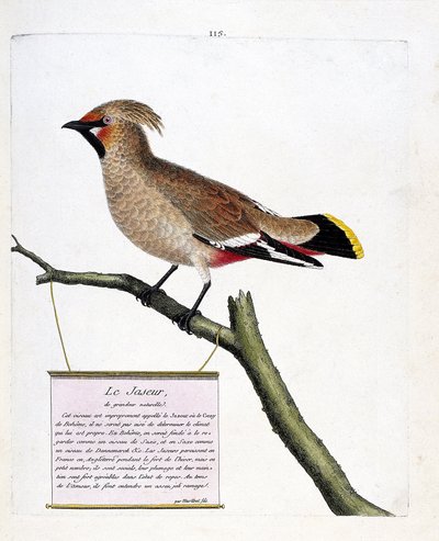 動物図鑑（鳥類学）：枝についた天然サイズのジャスパーまたはボアジャスパー（bombycilla garrulus）。フランソワ・ニコラ・マルティネ（1731-1800）の「外観と感覚的な面で描かれた鳥類の歴史」の挿絵。個人蔵 作： Francois Nicolas Martinet