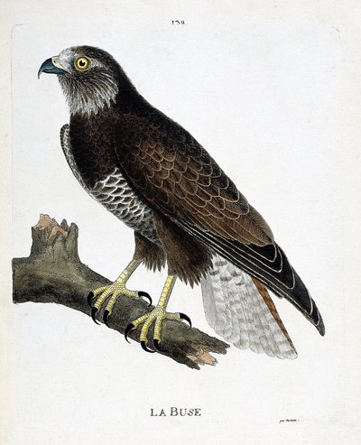 動物図鑑（鳥類学）：枝についたノズル（可変ノズルまたはブテオ・ブテオ）。フランソワ・ニコラ・マルティネ（1731-1800）の「外観と感覚的な面で描かれた鳥類の歴史」の挿絵。個人蔵。 作： Francois Nicolas Martinet
