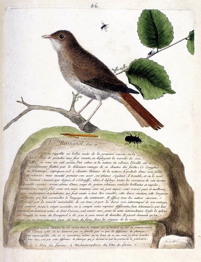動物図鑑（鳥類学）：枝に乗った1歳のナイチンゲール（nightingale or luscinia megarhynchos）。フランソワ・ニコラ・マルティネ（1731-1800）の「外観と感覚的な面で描かれた鳥類の歴史」の挿絵。プライベート 作： Francois Nicolas Martinet