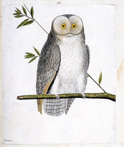 動物図鑑（鳥類学）：枝の上のフクロウ（Barn Owl or Tyto Alba）。フランソワ・ニコラ・マルティネ（1731-1800）の「外観と感覚的な面で描かれた鳥類の歴史」の挿絵。個人蔵。 作： Francois Nicolas Martinet