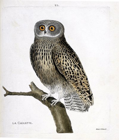 動物図鑑（鳥類学）：枝の上のフクロウ（hulotte owl or strix aluco）。フランソワ・ニコラ・マルティネ（1731-1800）の「外観と感覚的な面で描かれた鳥類の歴史」の挿絵。個人蔵。 作： Francois Nicolas Martinet