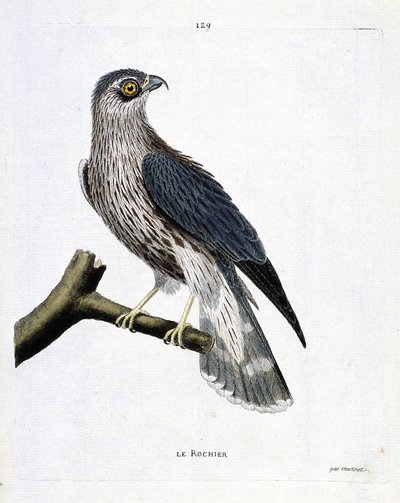 動物図鑑（鳥類学）：枝に乗ったロック（エメリヨンハヤブサまたはファルコ・コロンバリウス）。フランソワ・ニコラ・マルティネ（1731-1800）の「外観と感性で描かれた鳥類の歴史」の挿絵。個人蔵。 作： Francois Nicolas Martinet