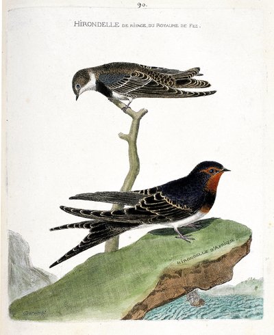 動物図鑑（鳥類学）：枝に乗ったフェズ王国のシジミツバメ（Riparia riparia）とアフリカツバメ（Hirundo rustica）。"The History of the Birds, Painted in Their Appealing and Sensitive Aspects "の中のイラスト。 作： Francois Nicolas Martinet