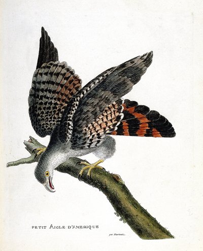 動物図鑑（鳥類学）：枝にとまった小型のアメリカワシ（buffon busardまたはcircus buffoni）。フランソワ・ニコラ・マルティネ（1731-1800）の『外観と感覚で描かれた鳥類の歴史』の挿絵。個人蔵 作： Francois Nicolas Martinet
