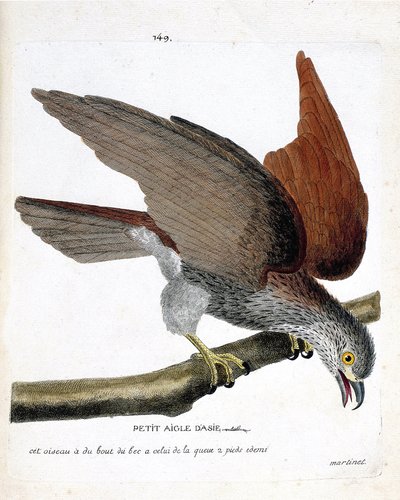 動物図鑑（鳥類学）：枝の上にいるアジアの小鷲（sakre or haliastur indus）。フランソワ・ニコラ・マルティネ（1731-1800）の「外観と感覚で描かれた鳥類の歴史」の図版。個人蔵。 作： Francois Nicolas Martinet