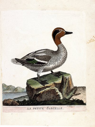 動物図鑑（鳥類学）：小型のコガモ（冬のコガモ、anas crecca）。フランソワ・ニコラ・マルティネ（1731-1800）の『外観と感覚で描かれた鳥類の歴史』の挿絵。個人蔵。 作： Francois Nicolas Martinet