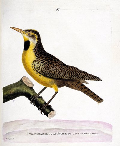 動物図鑑（鳥類学）：枝にとまったルーシーナのムクドリ（pretsturnella or sturnella magna）。フランソワ・ニコラ・マルティネ（1731-1800）の「外観と感覚で描かれた鳥類の歴史」の挿絵。個人蔵 作： Francois Nicolas Martinet