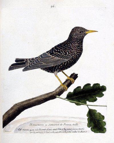 動物図鑑（鳥類学）：枝の上のムクドリまたはサンショウクイ（ムクドリまたはsturnus vulgaris）。フランソワ・ニコラ・マルティネ（1731-1800）の「外観と感性で描かれた鳥類の歴史」の挿絵。個人蔵。 作： Francois Nicolas Martinet