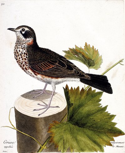 動物図鑑（鳥類学）：木の株の上にいる一般的にモウソウチクと呼ばれるツグミ（mauvis thrush or turdus iliacus）。フランソワ・ニコラ・マルティネ(1731-1800)の「外観と感覚的な面で描かれた鳥類の歴史」の挿絵。 作： Francois Nicolas Martinet