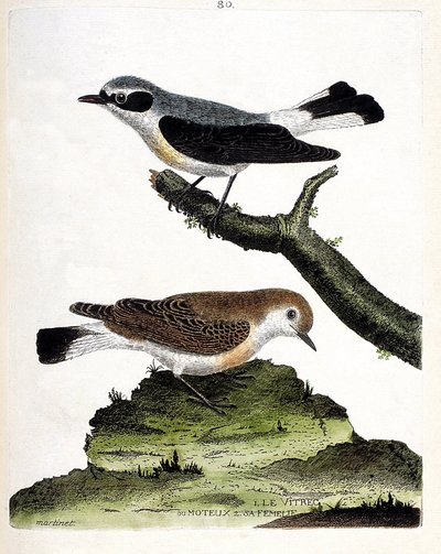 動物図鑑（鳥類学）：枝の上のビトレック（またはモトゥース）とそのメス（モトゥース・ストークまたはオエナント）。フランソワ・ニコラ・マルティネ（1731-1800）の「外観と感覚的な面で描かれた鳥類の歴史」の図版。個人蔵 作： Francois Nicolas Martinet